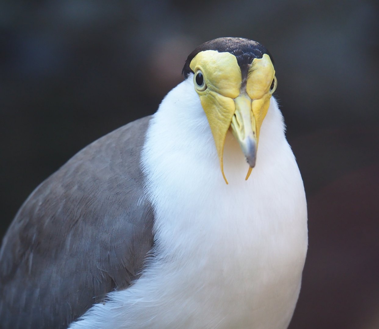 Masked lapwing (Vanellus miles miles), Oct 13th, 2018