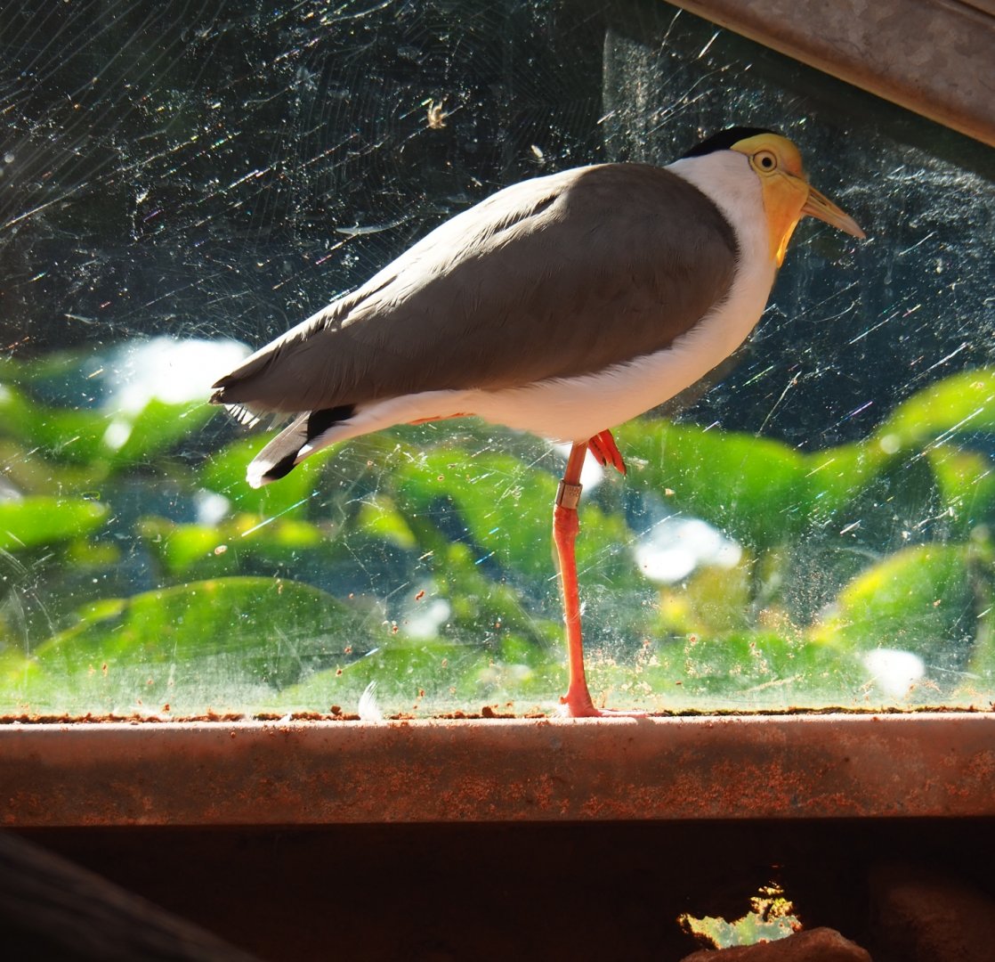 Masked lapwing (Vanellus miles miles), Sep 2nd, 2018