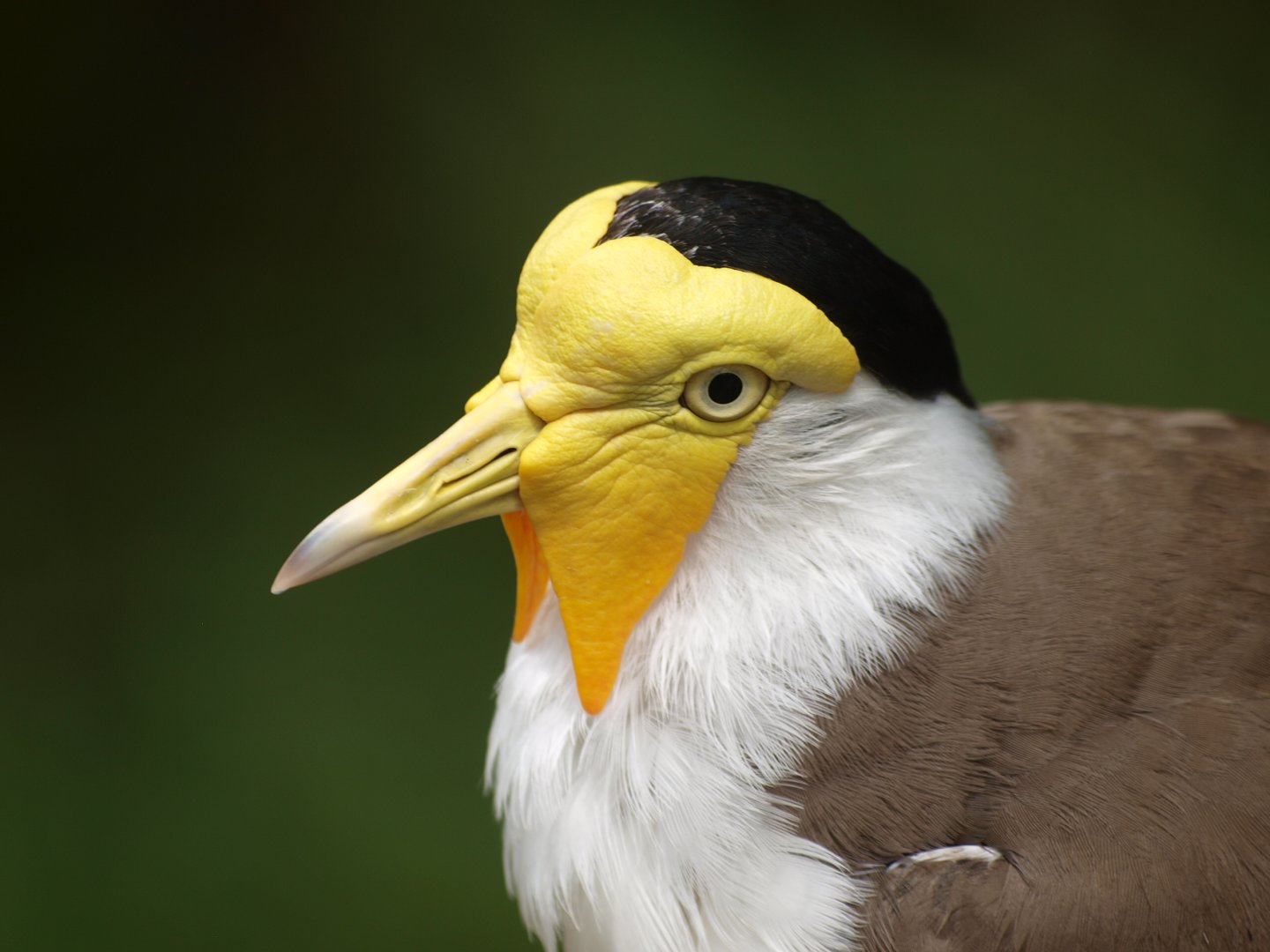 Masked lapwing (Vanellus miles miles)