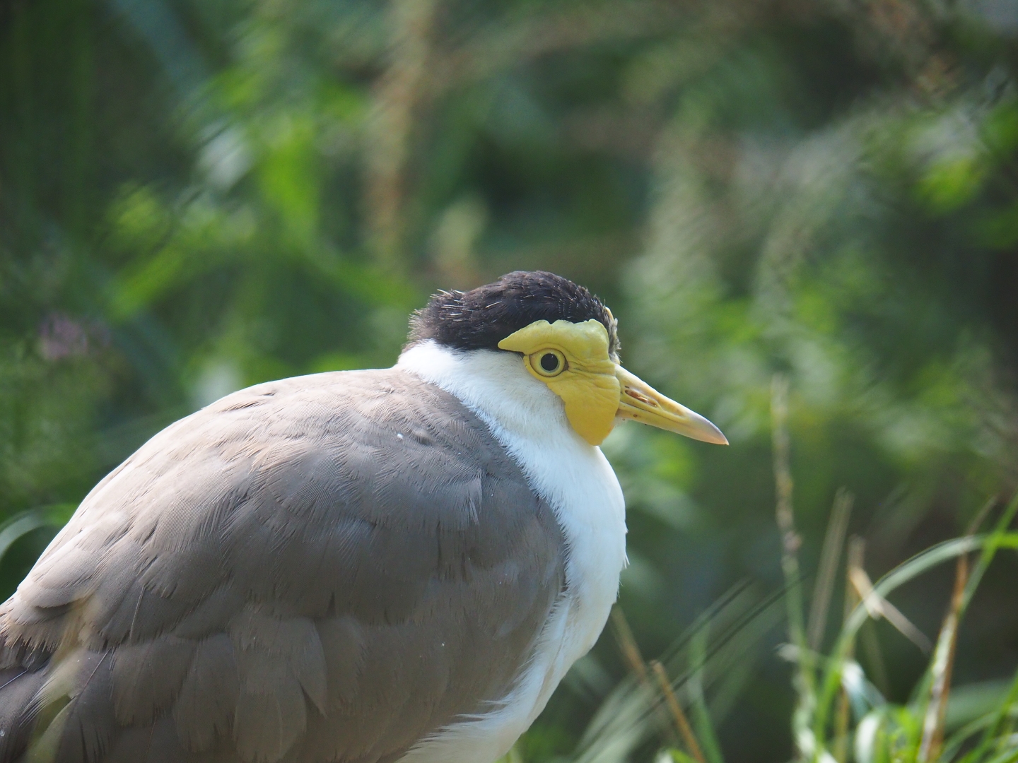 Masked lapwing (Vanellus miles miles)
