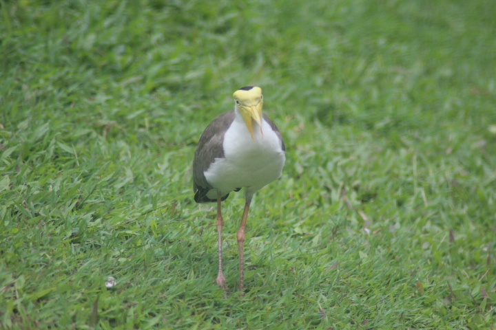 Masked lapwing (Vanellus miles miles)