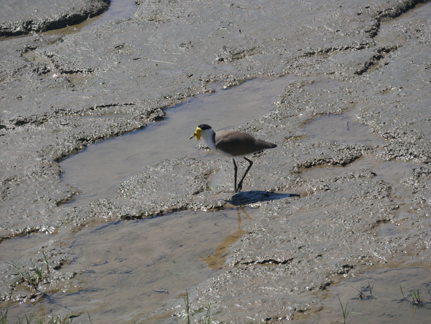 Masked Lapwing - Vanellus miles miles