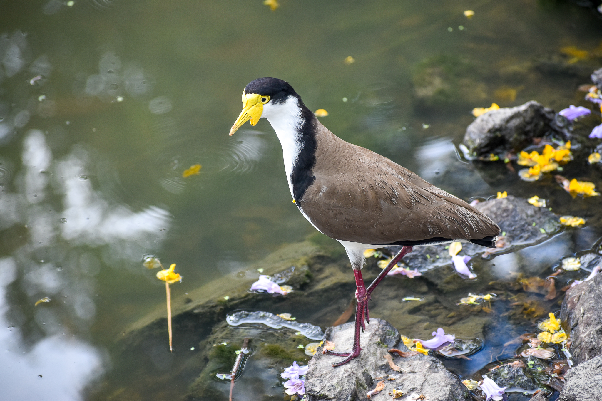Masked Lapwing (Vanellus miles/novaehollandiae)