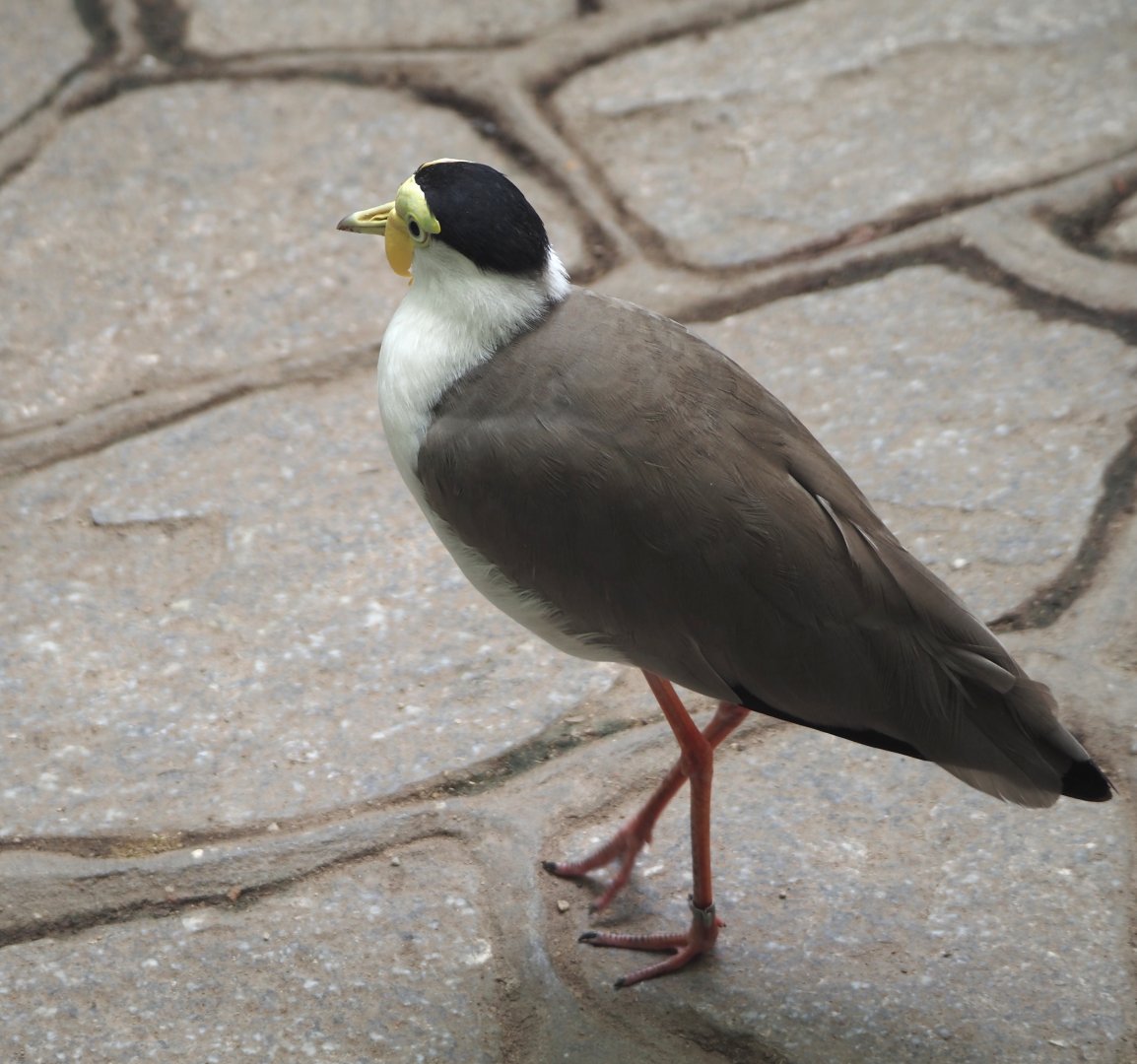 Masked lapwing (Vanellus miles) on the walkway in the Tropicalia greenhouse, 2025-09-01