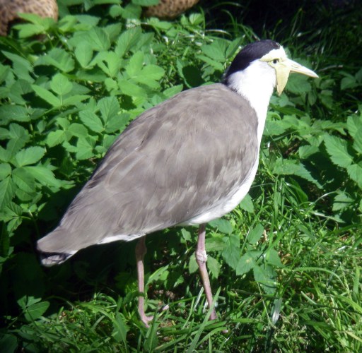 Masked Lapwing (Vanellus miles)