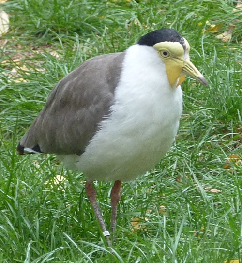 Masked lapwing (Vanellus miles)