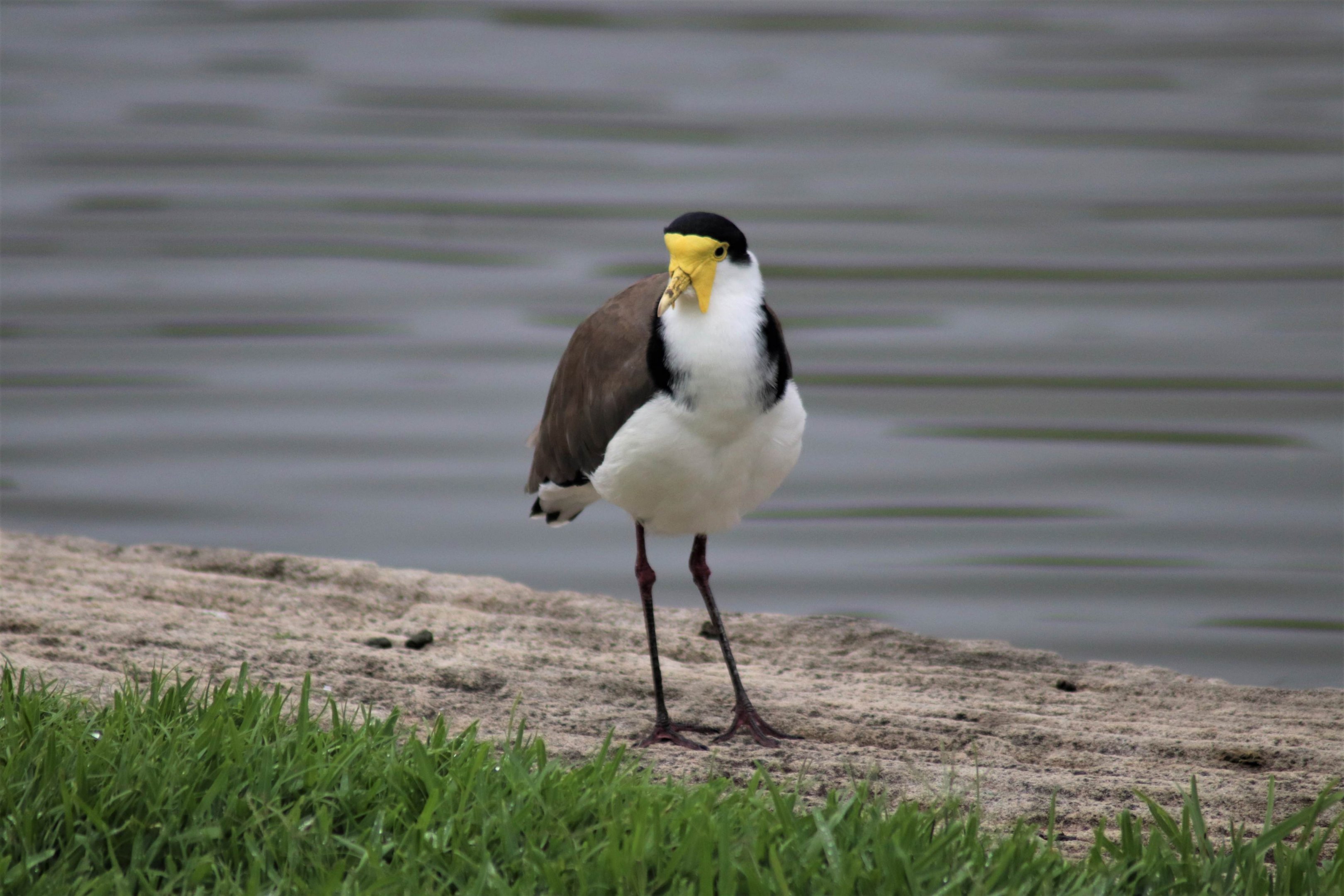 Masked Lapwing (Vanellus miles)