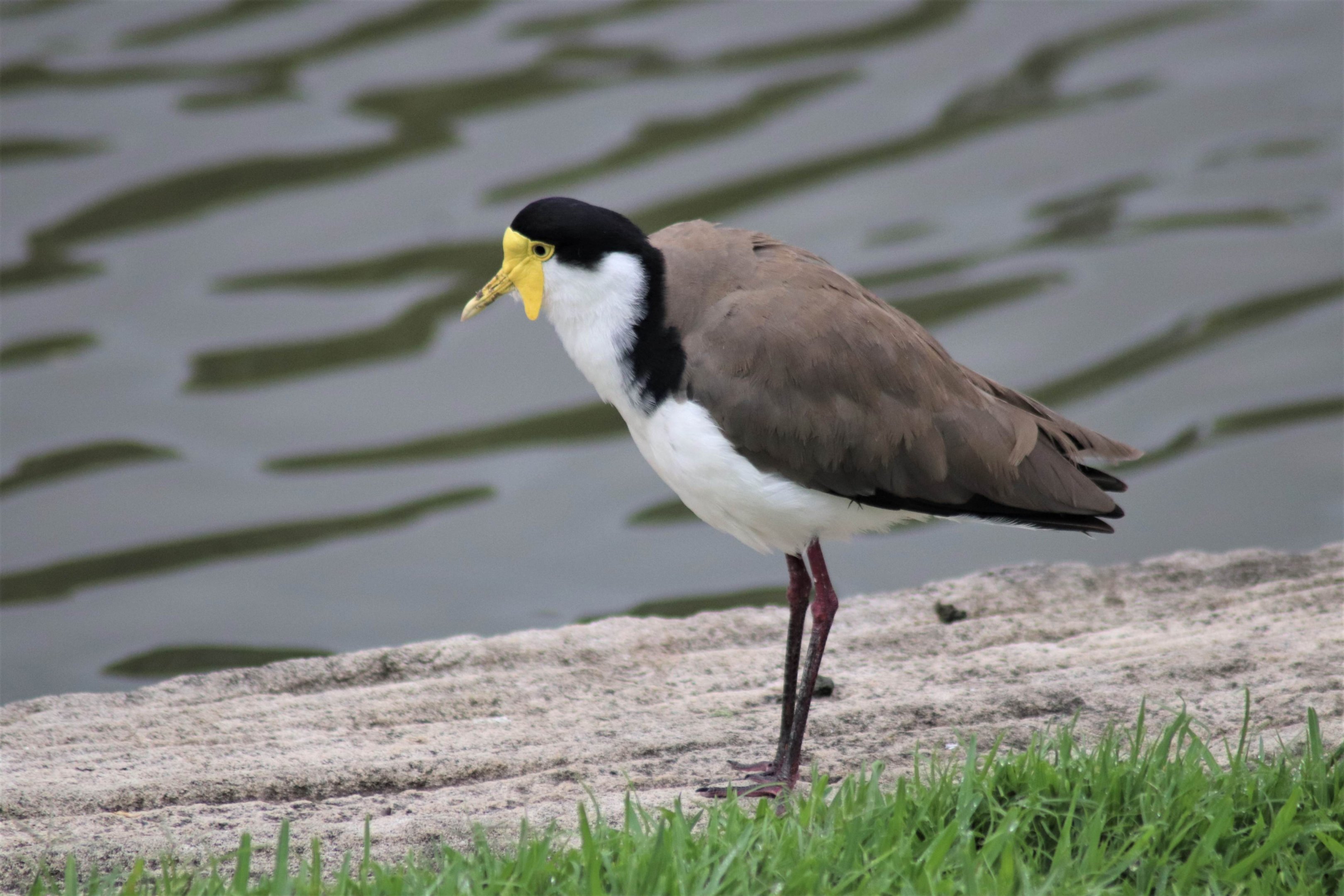 Masked Lapwing (Vanellus miles)