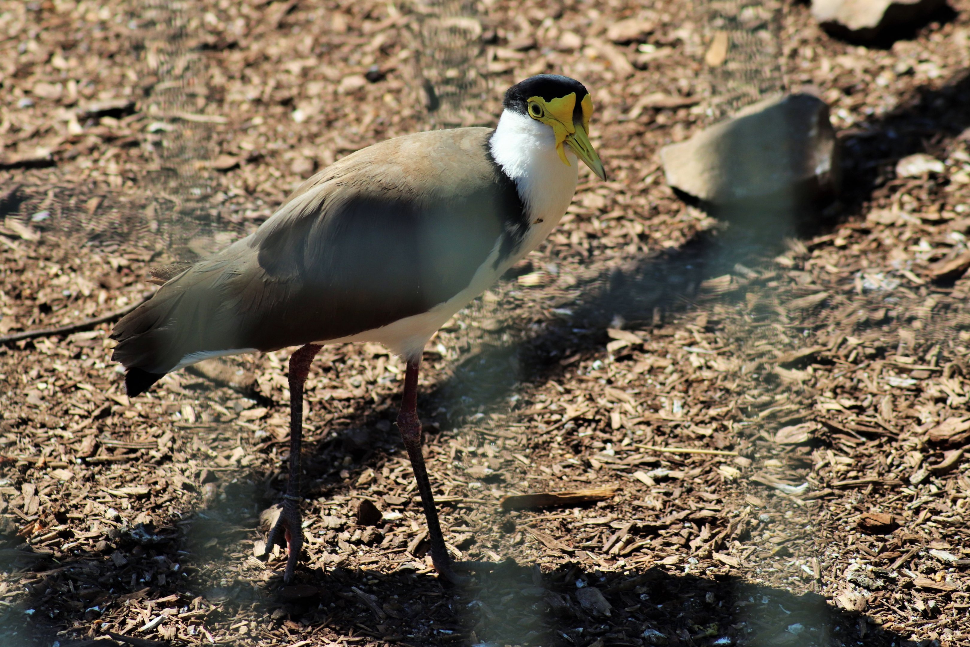 Masked Lapwing (Vanellus miles)