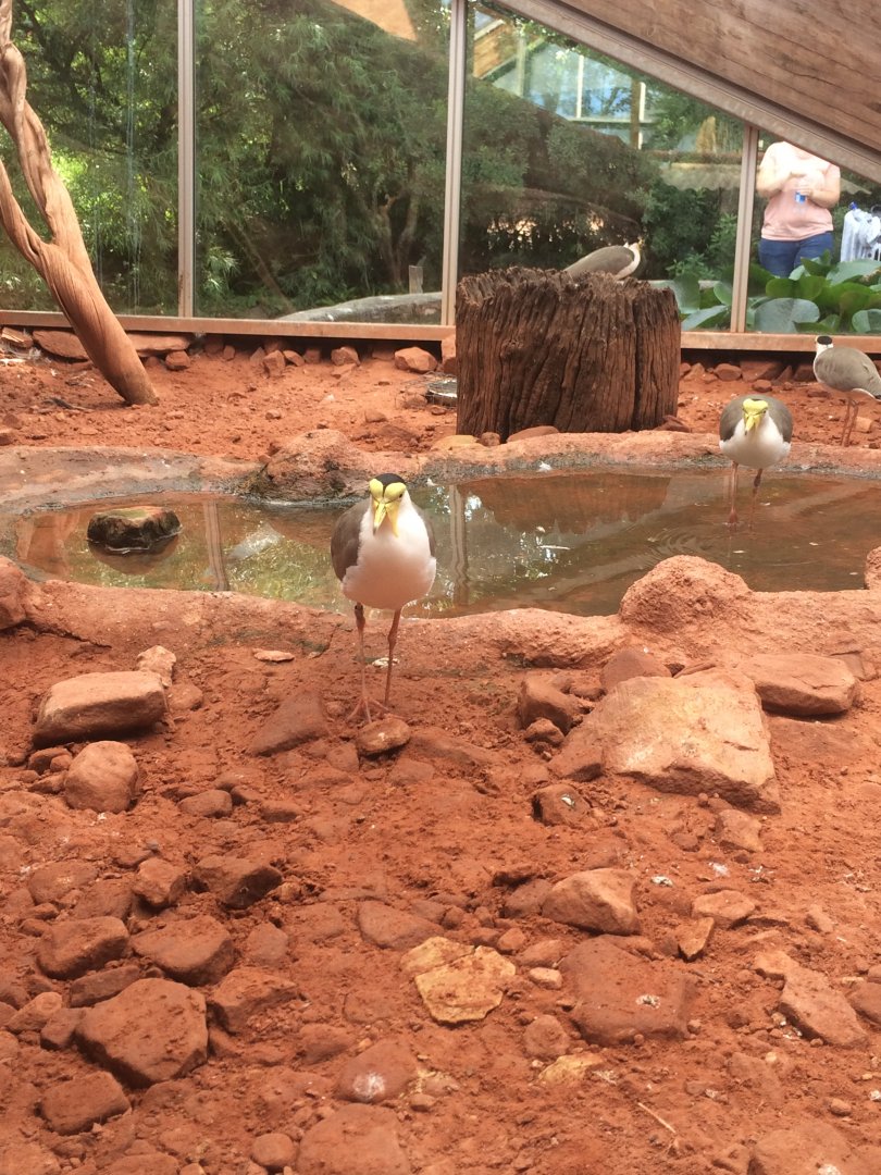 Masked lapwing (Vanellus miles)