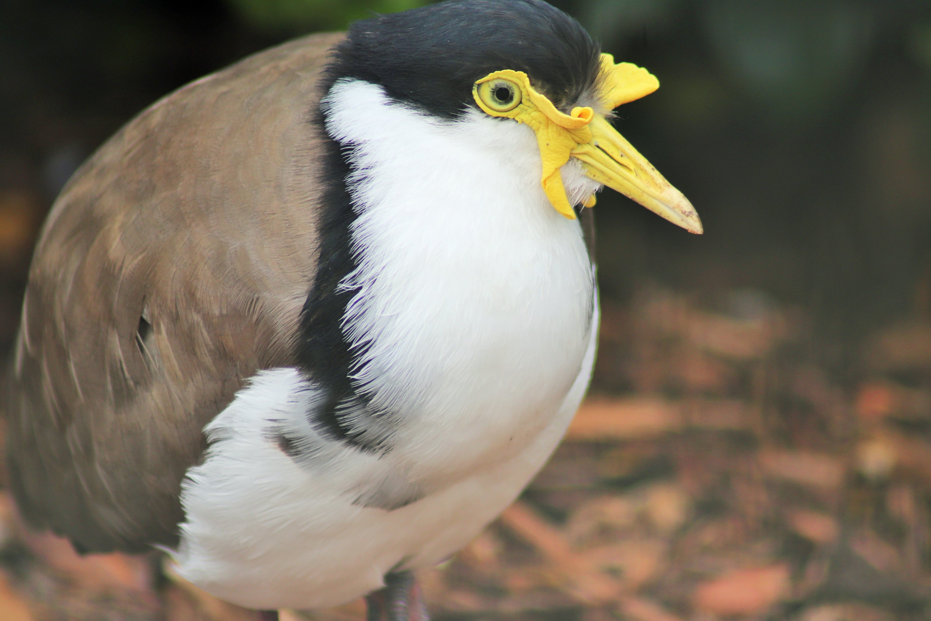 Masked Lapwing (Vanellus miles)