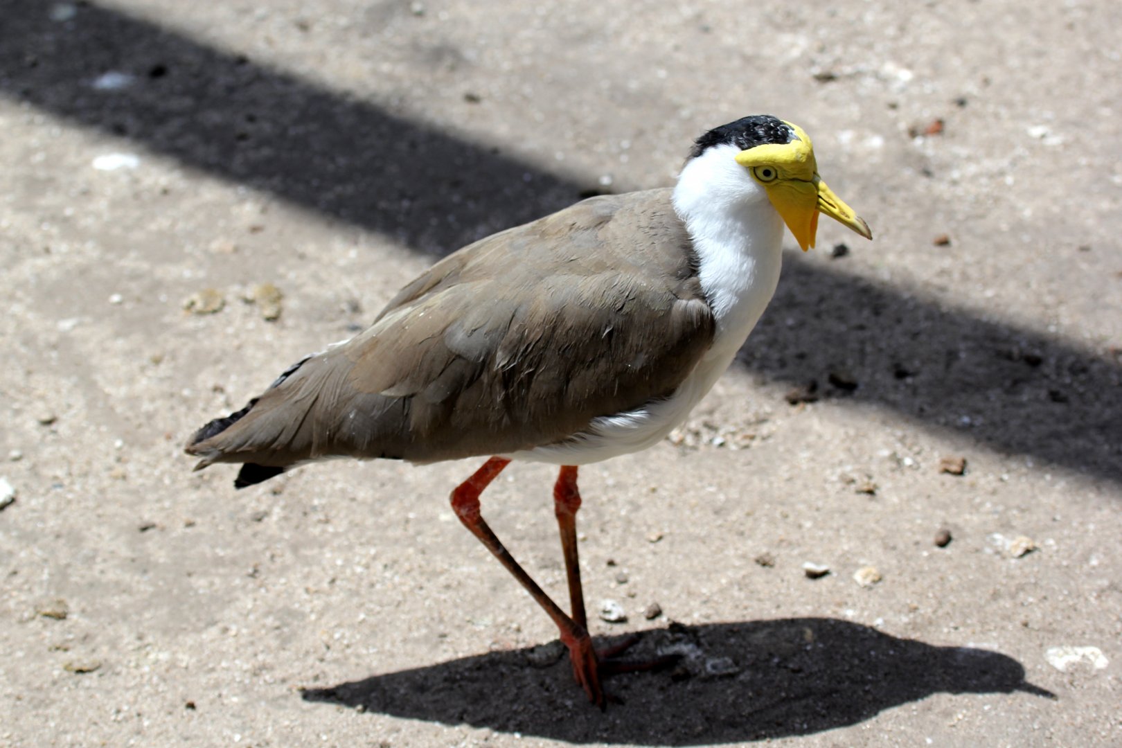 masked lapwing (Vanellus miles)