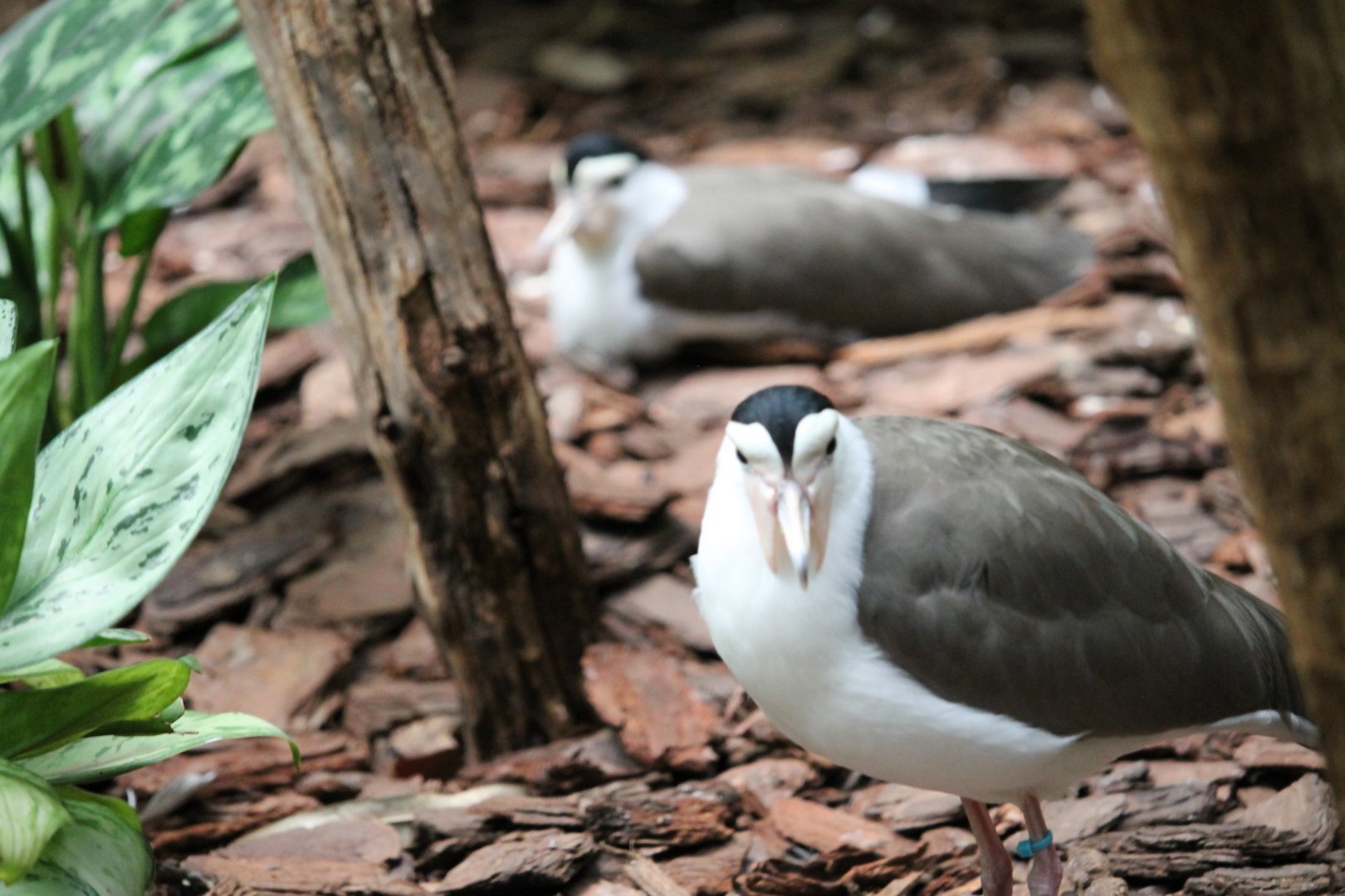 Masked lapwing (Vanellus miles)