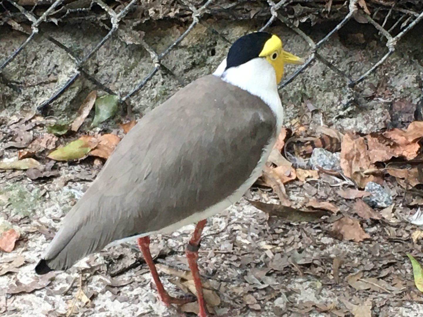 Masked Lapwing (Vanellus miles)