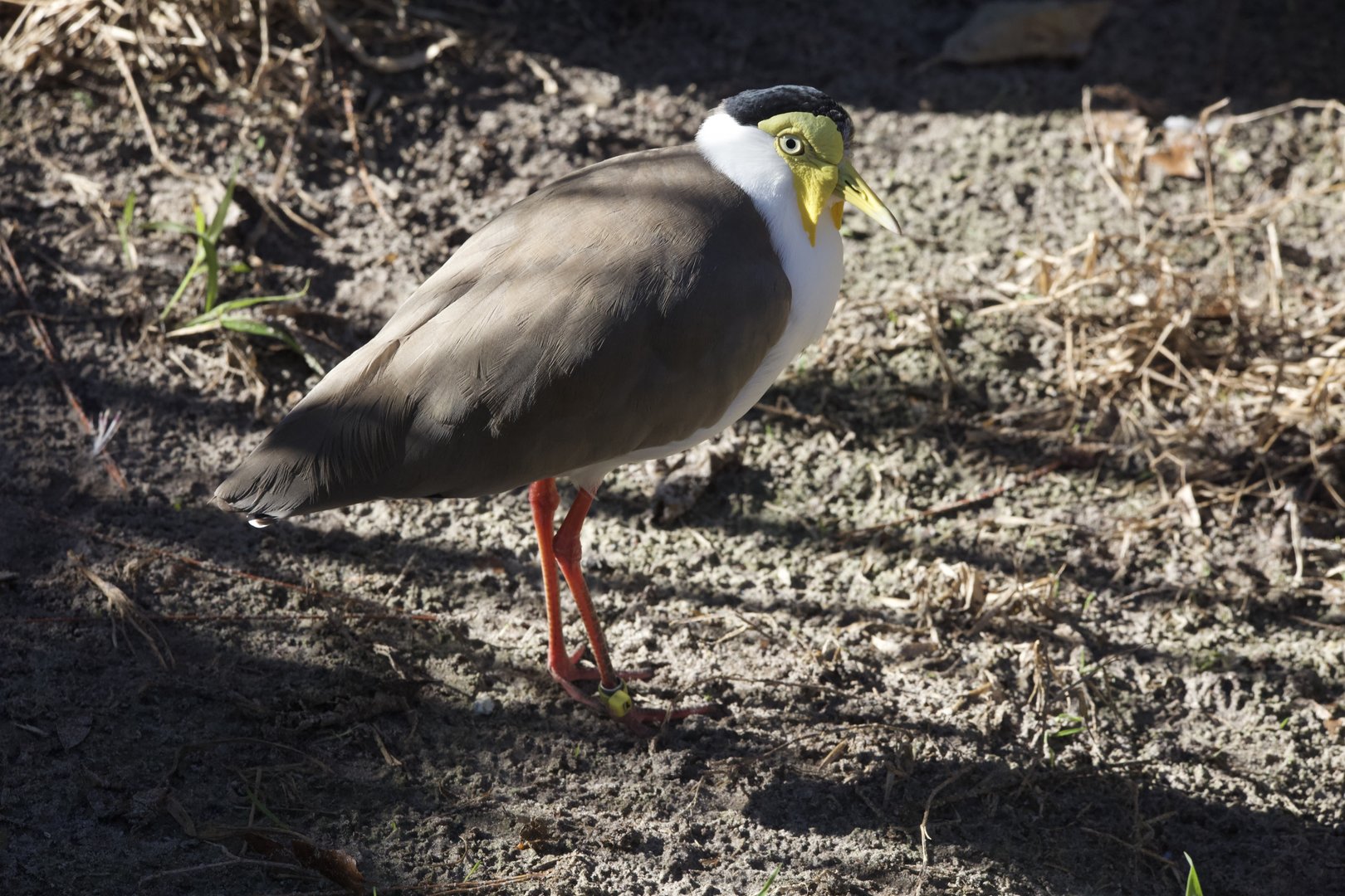 Masked Lapwing/ Vanellus miles