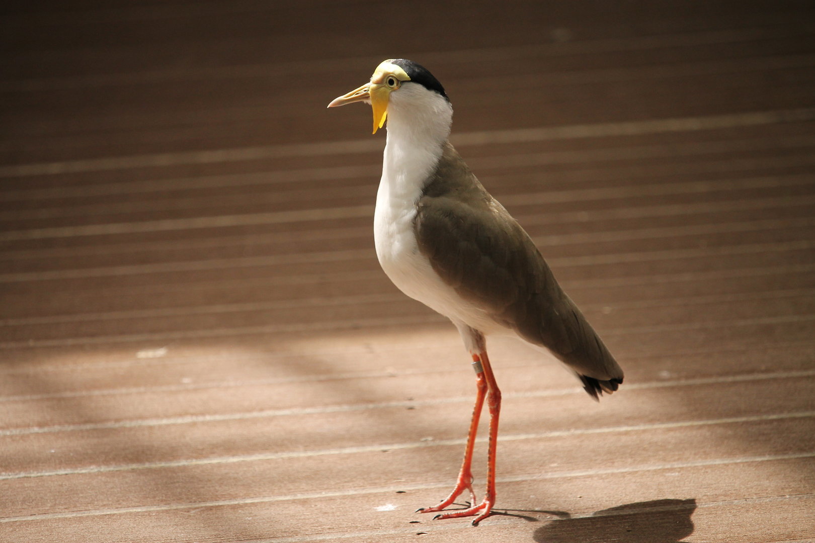 Masked Lapwing (Vanellus miles)