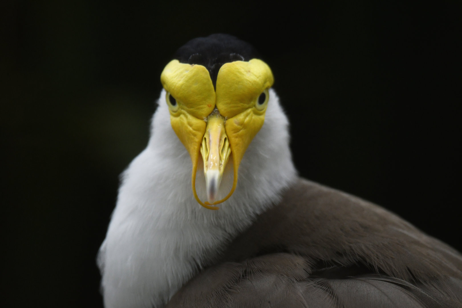 Masked Lapwing (Vanellus miles)