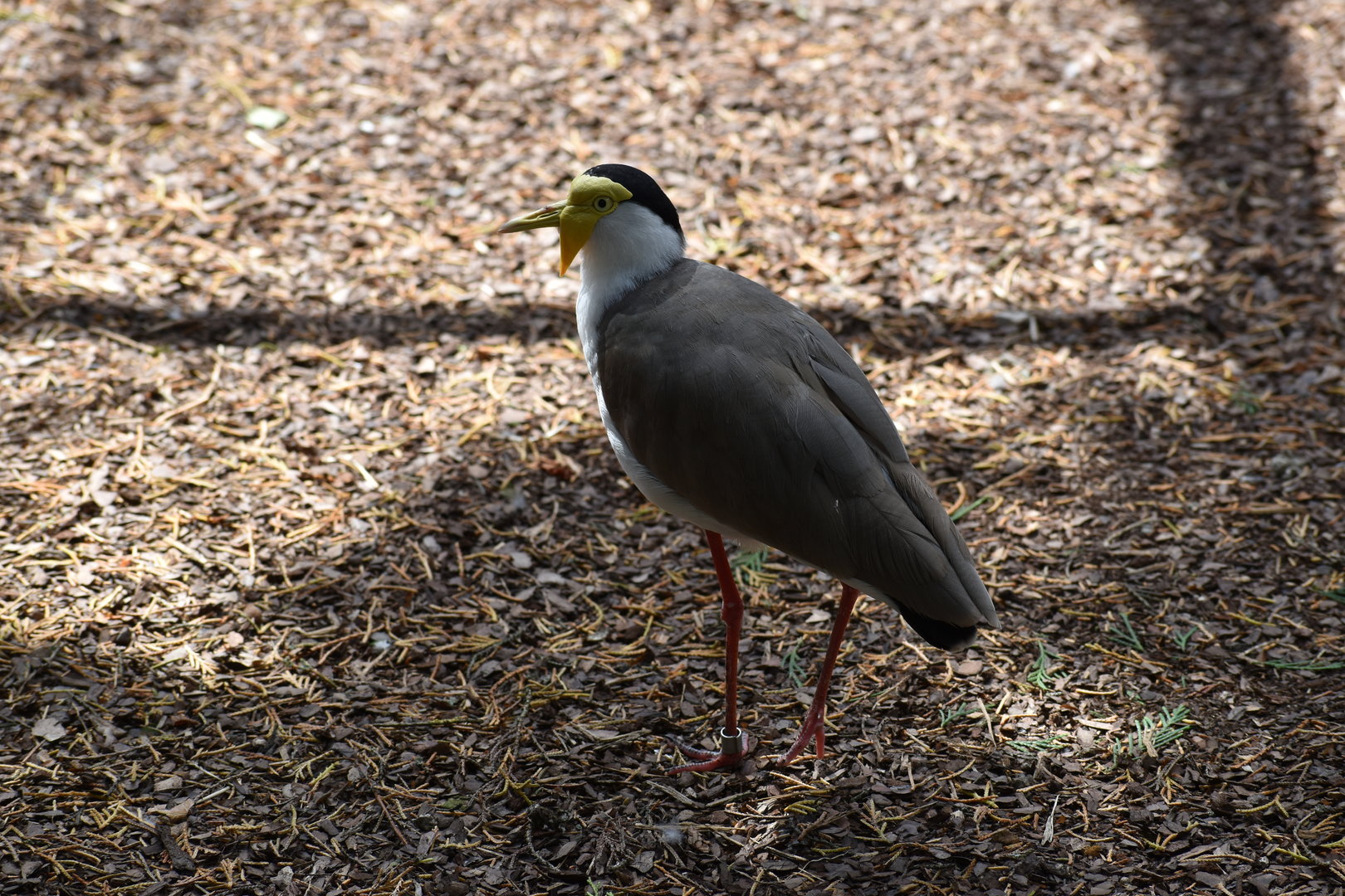 Masked Lapwing - Vanellus miles