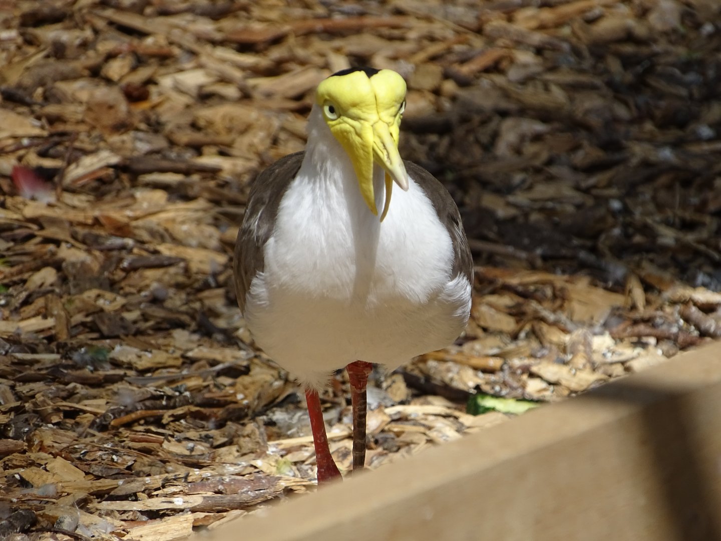 Masked lapwing (Vanellus miles)