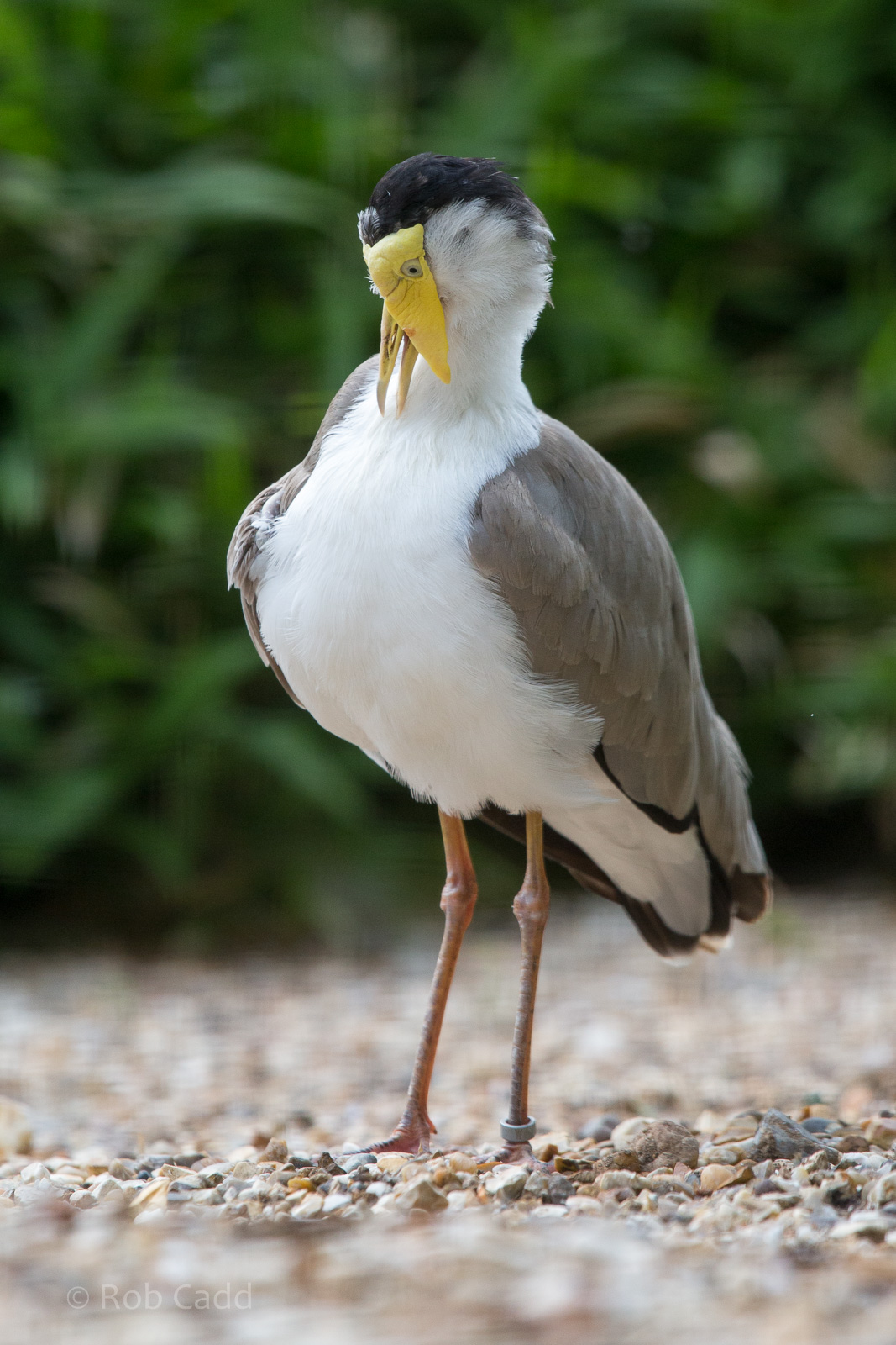 Masked lapwing : Whipsnade : 11 Jul 2014