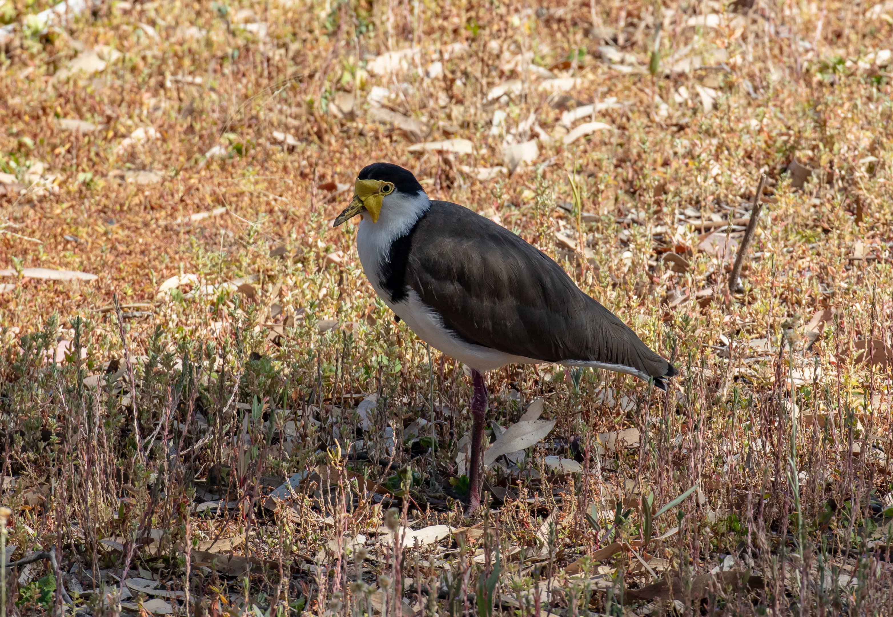 Masked Lapwing (wild bird)