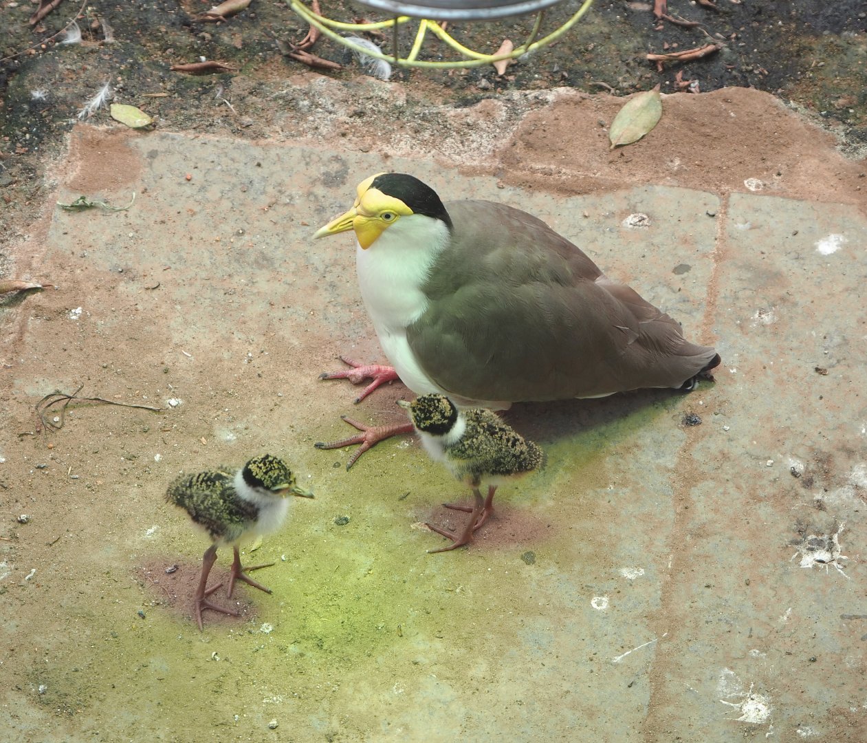 Masked lapwing with chicks (Vanellus miles miles), 2021-06-15