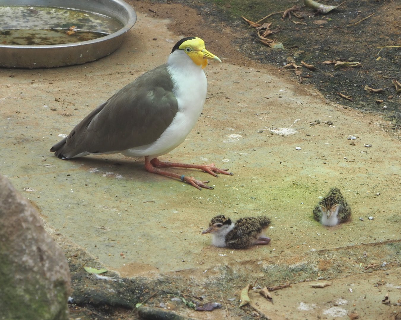 Masked lapwing with chicks (Vanellus miles miles), 2021-06-15