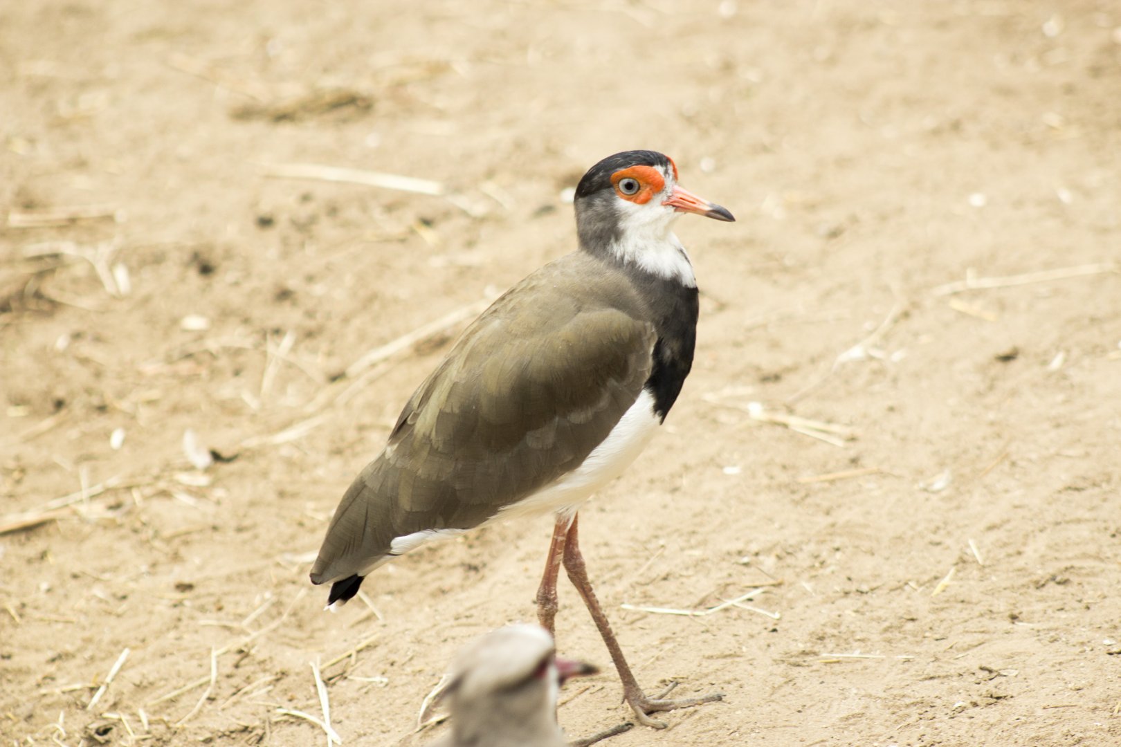 Masked lapwing X Chilean lapwing