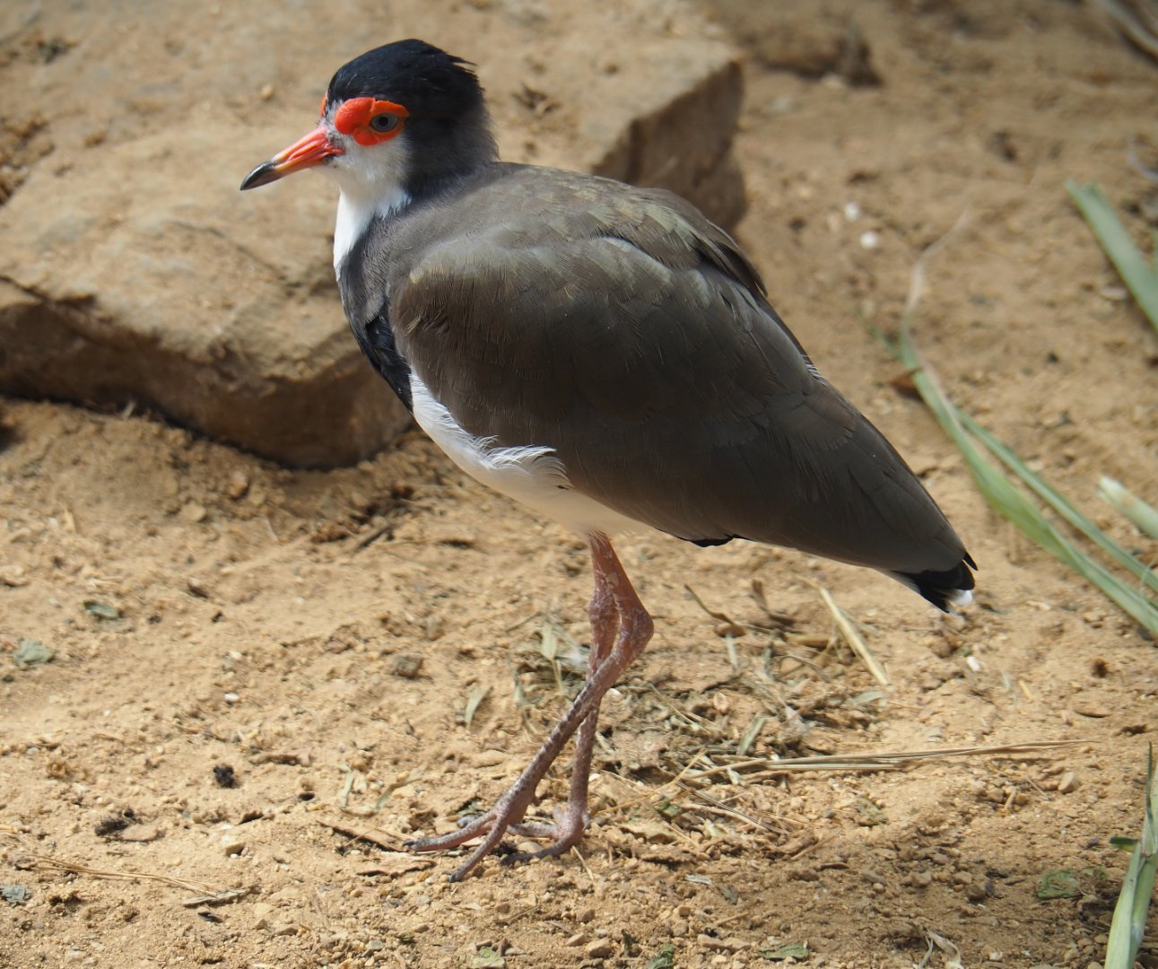 Masked lapwing x Southern lapwing hybrid (Vanellus miles miles x V. chilensis), 2019-08-04