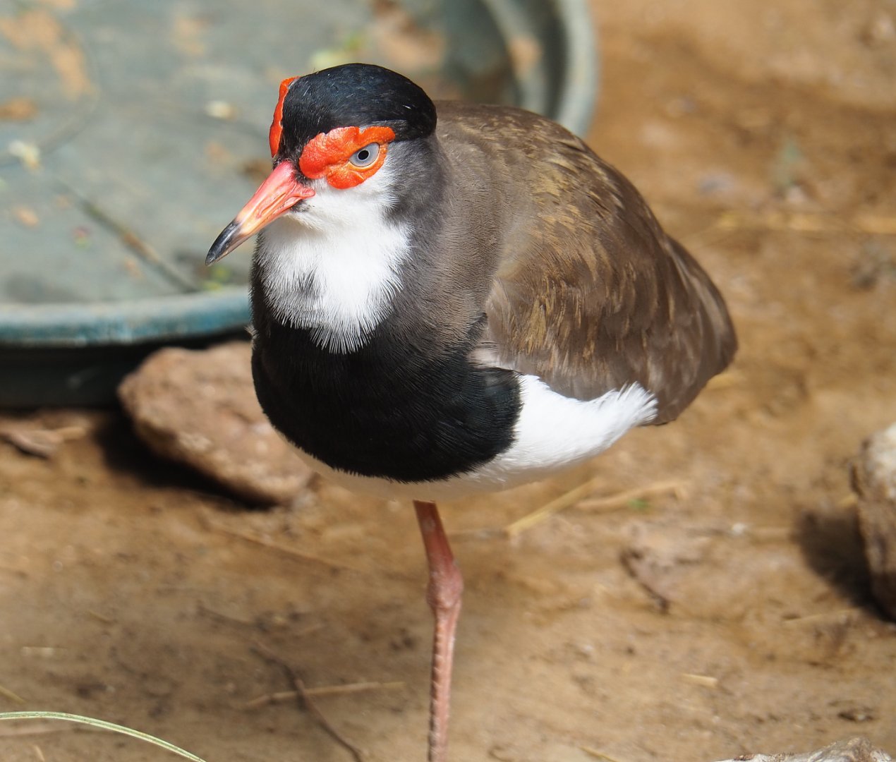 Masked lapwing X Southern lapwing hybrid (Vanellus miles miles X V. chilensis), 2020-06-20