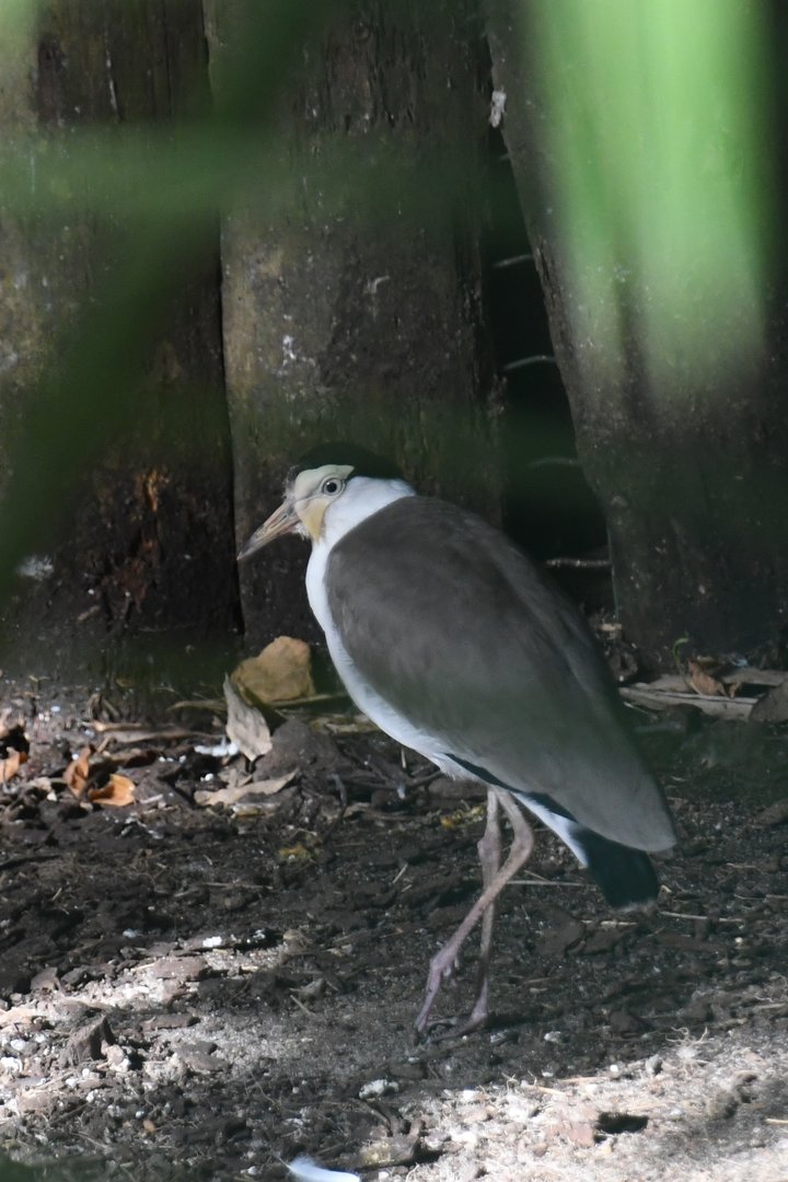 Masked Lapwing (Zoo Lourosa)