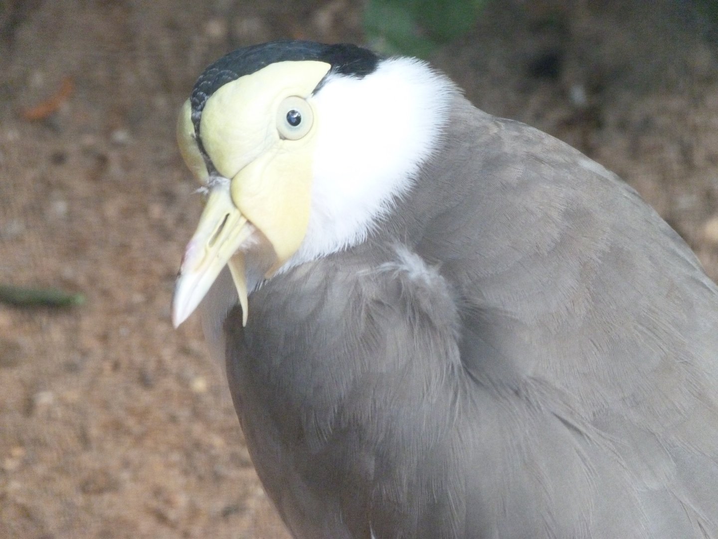 Masked lapwing -Zoo Plzeň (2025)