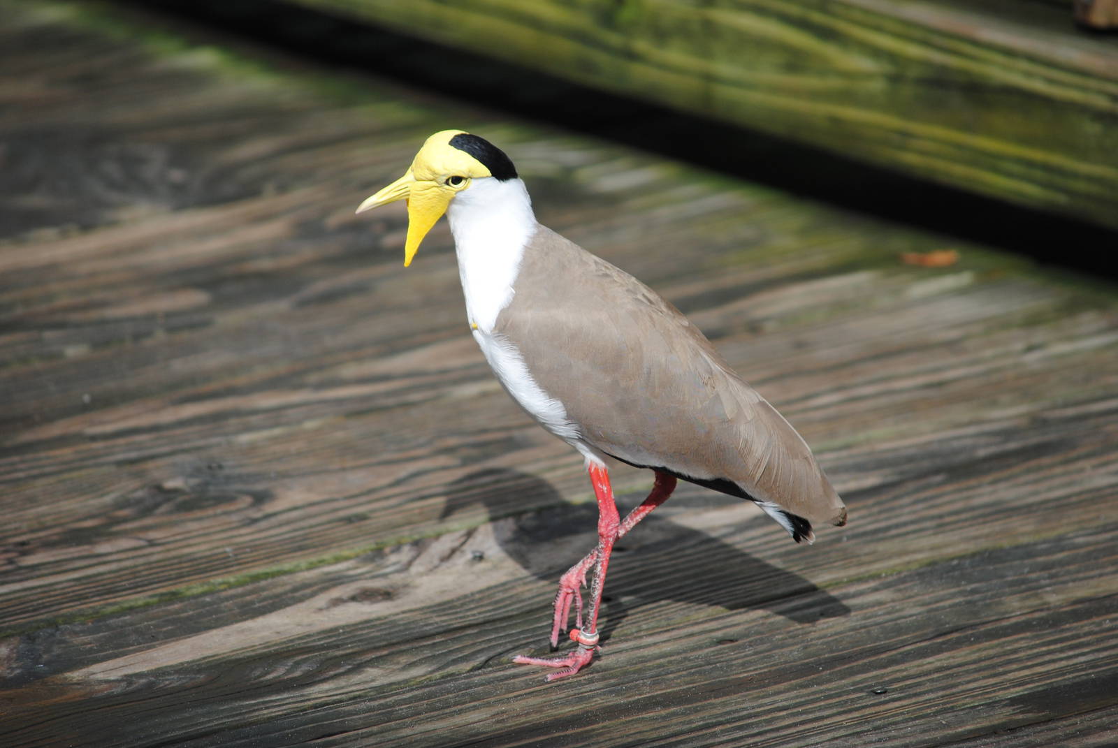 Masked Lapwing