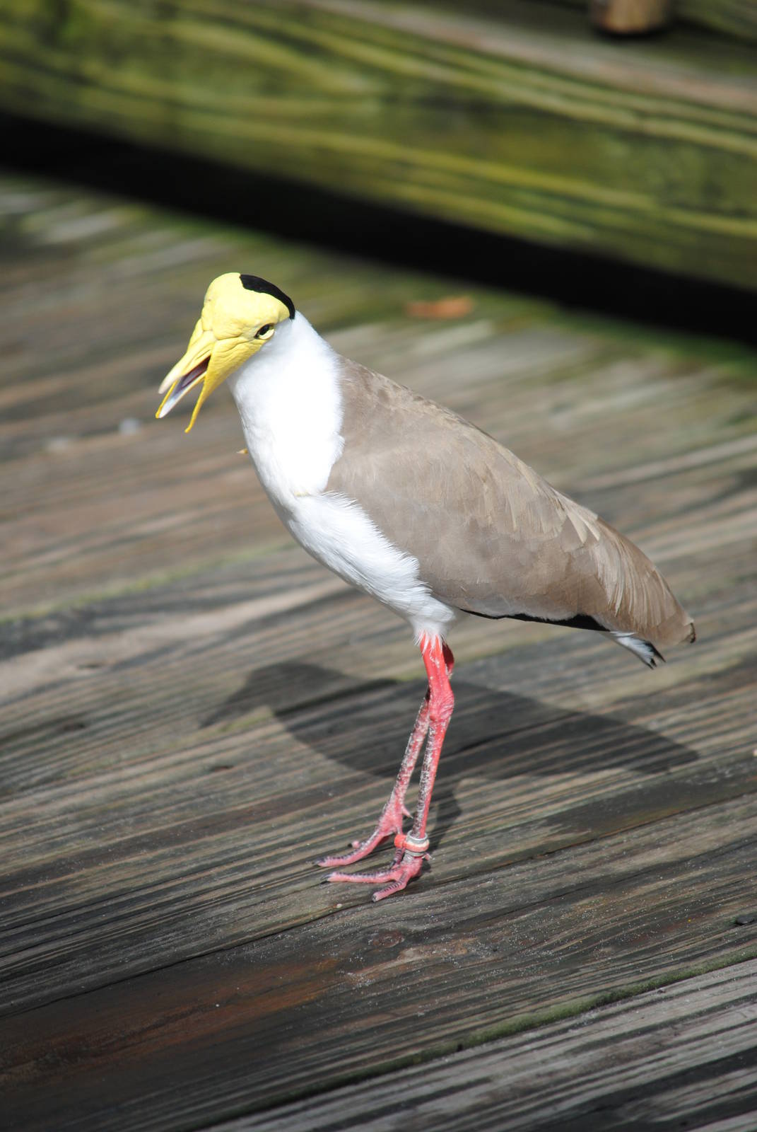 Masked Lapwing