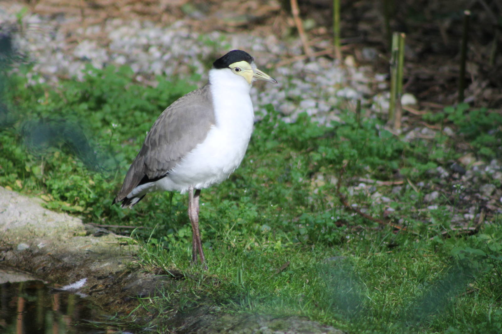 masked lapwing