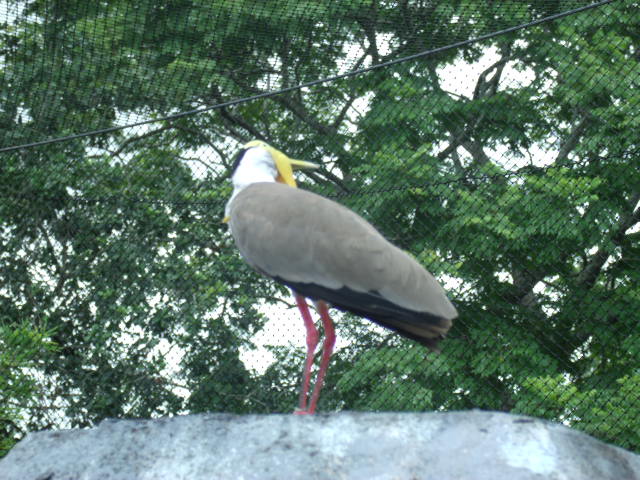 Masked Lapwing
