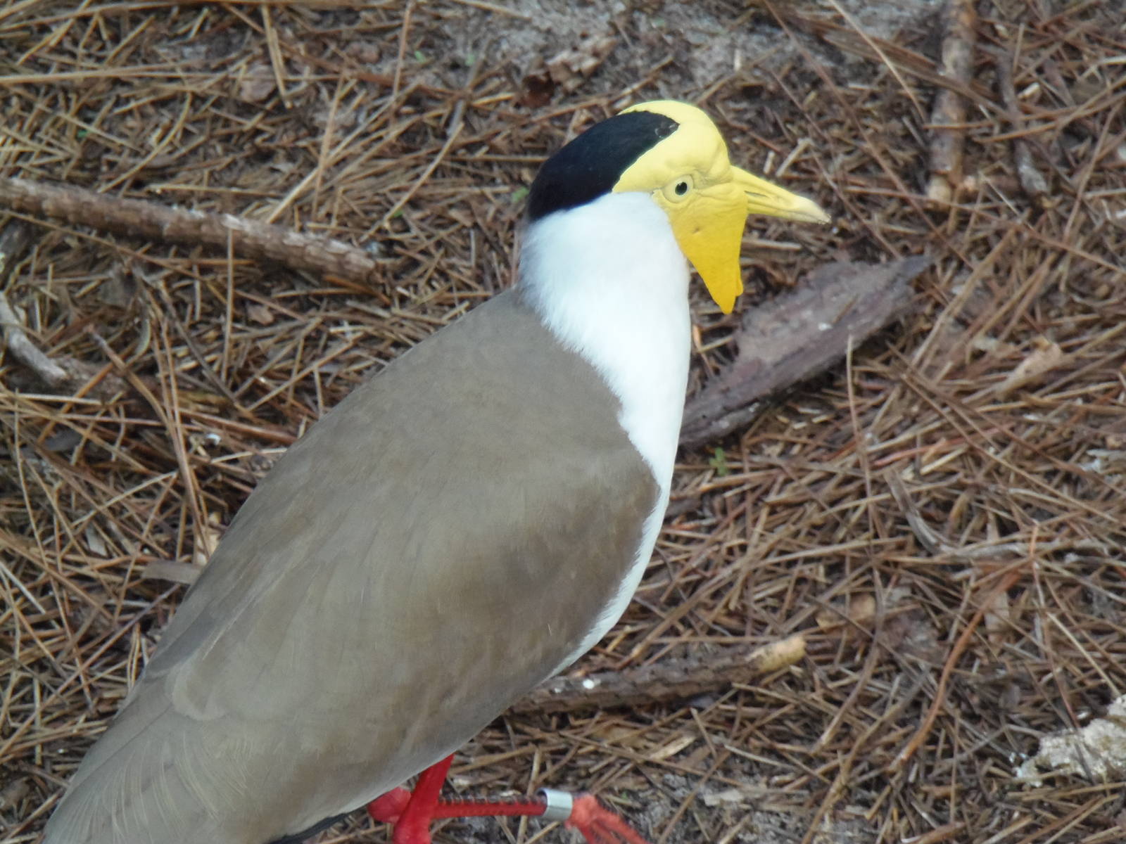 Masked Lapwing