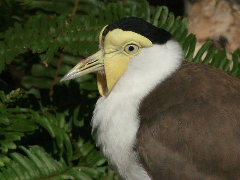 Masked Lapwing