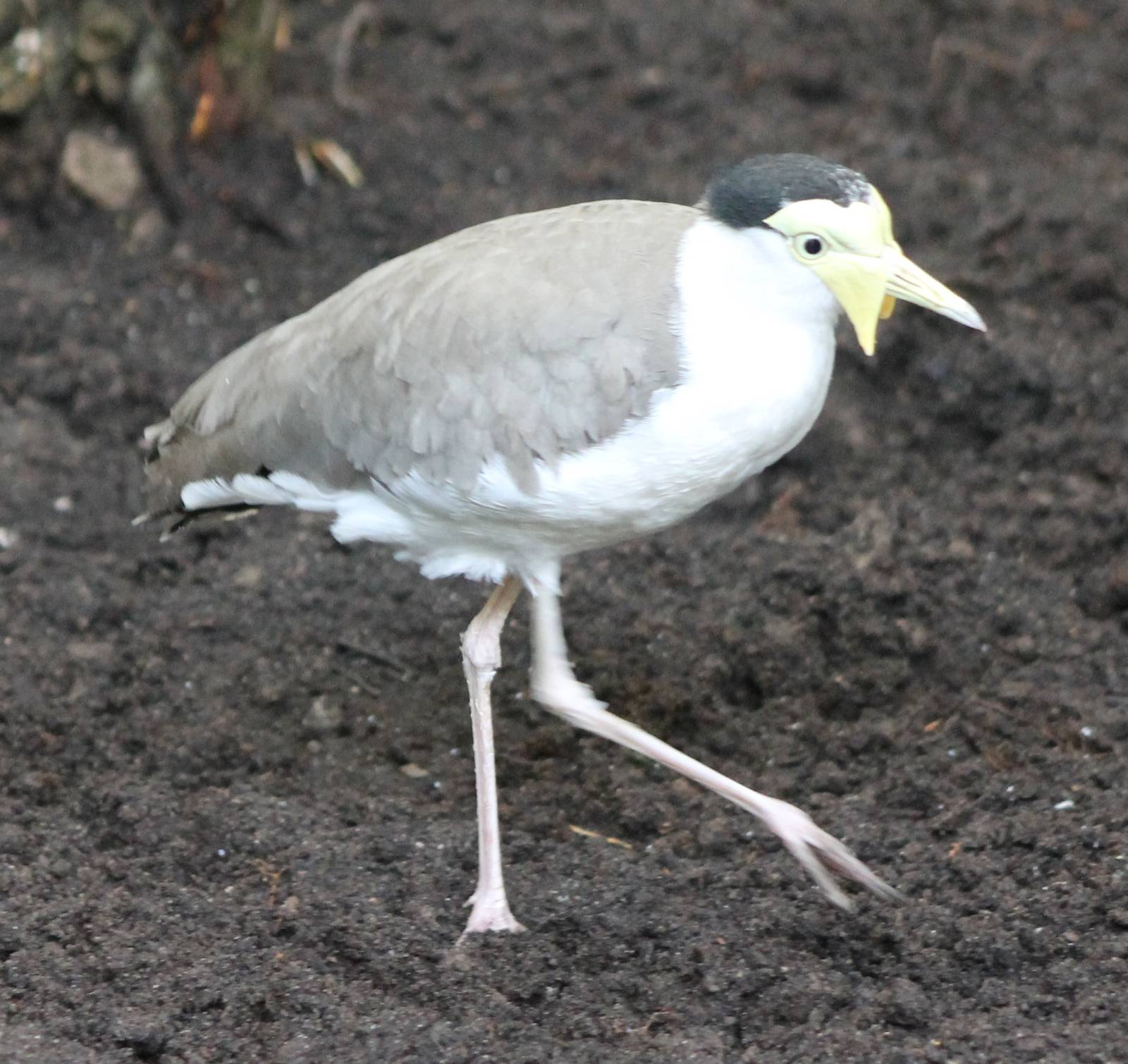 Masked lapwing