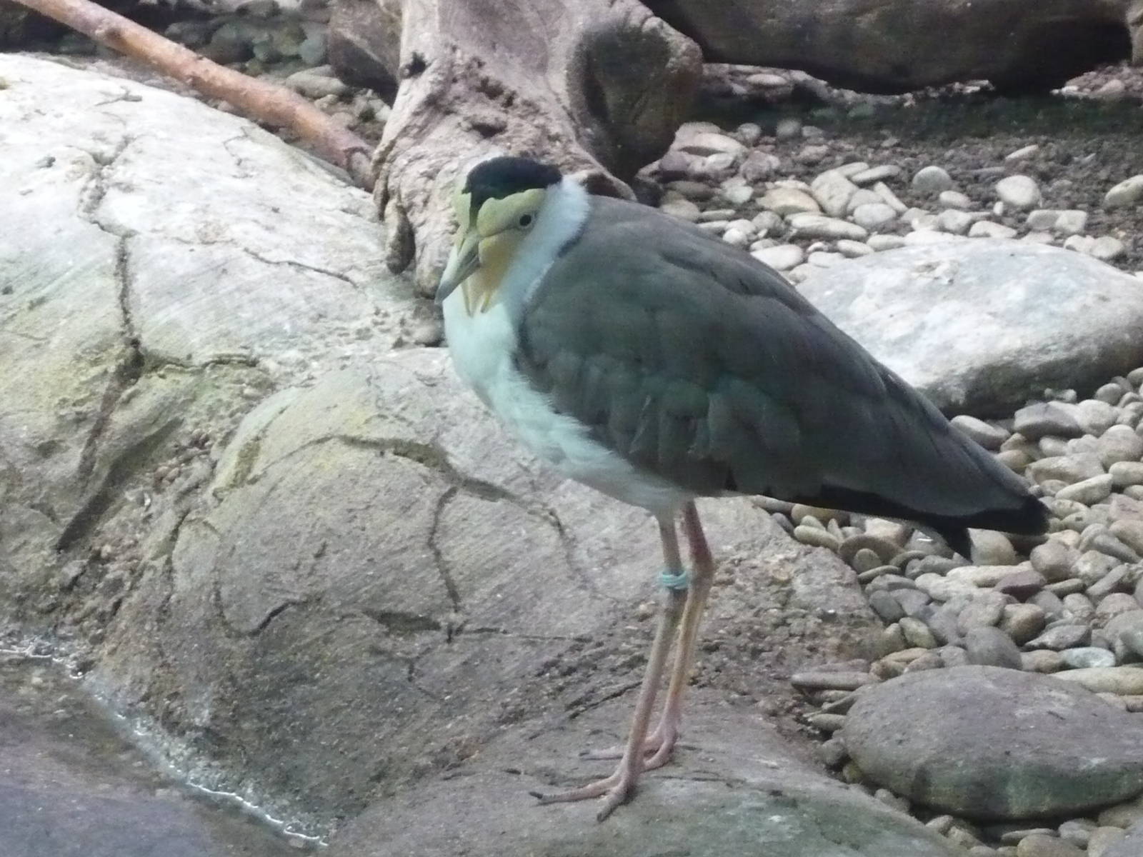 Masked lapwing