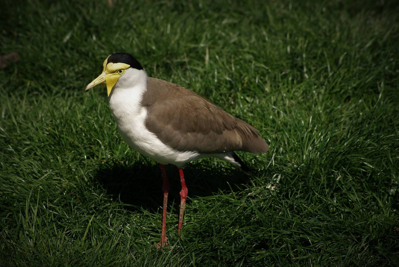 Masked lapwing
