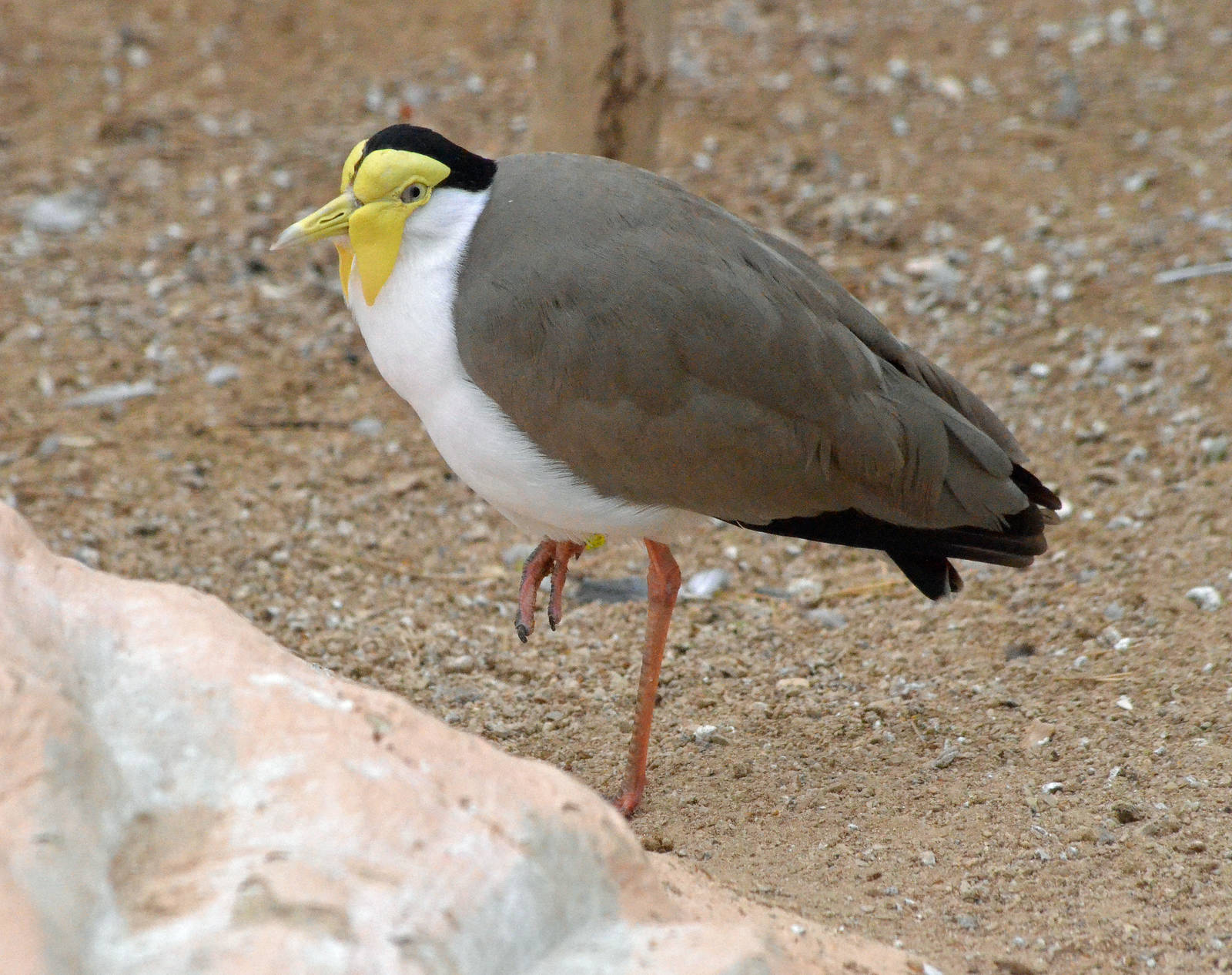 Masked Lapwing