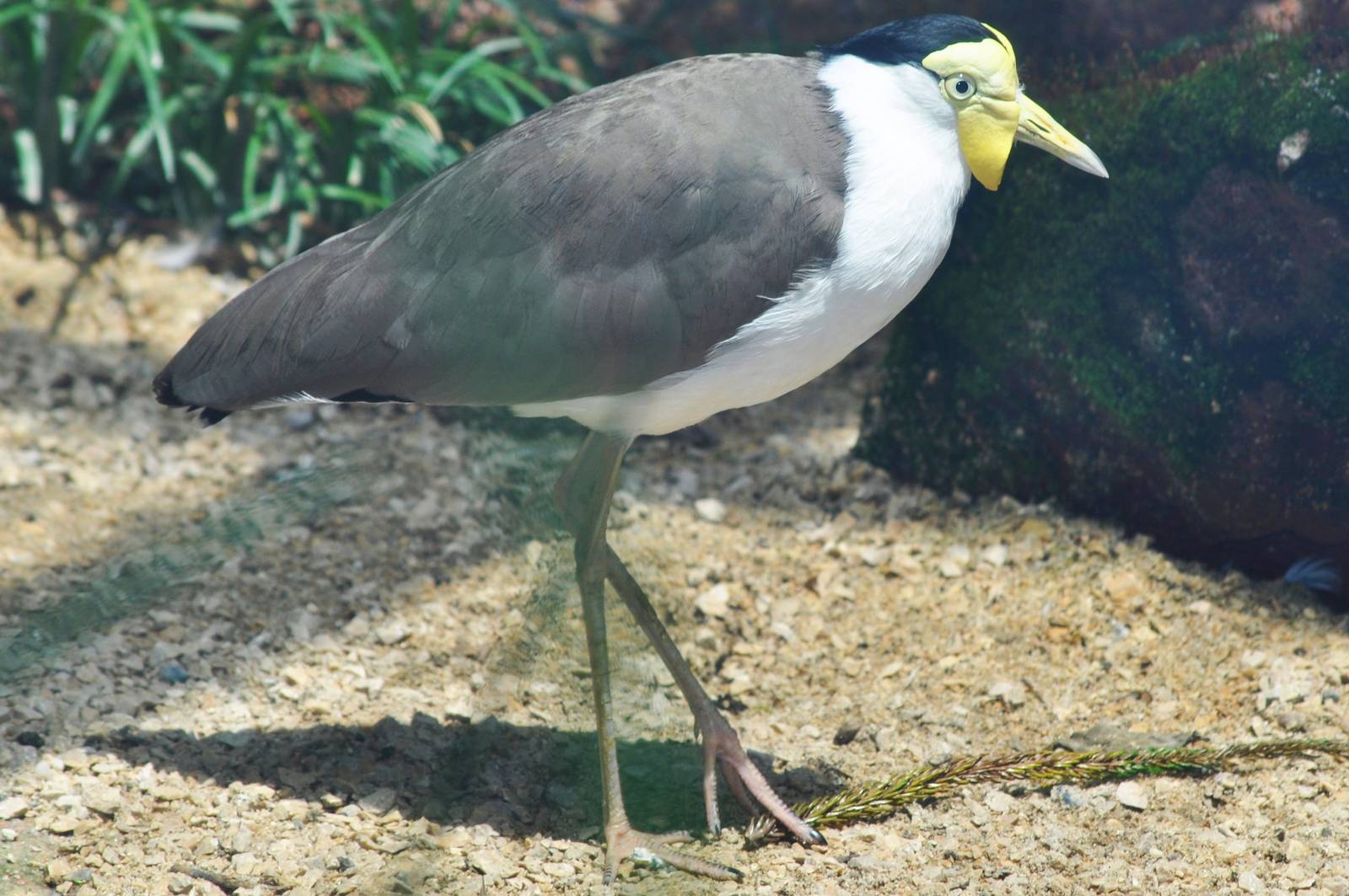 Masked Lapwing