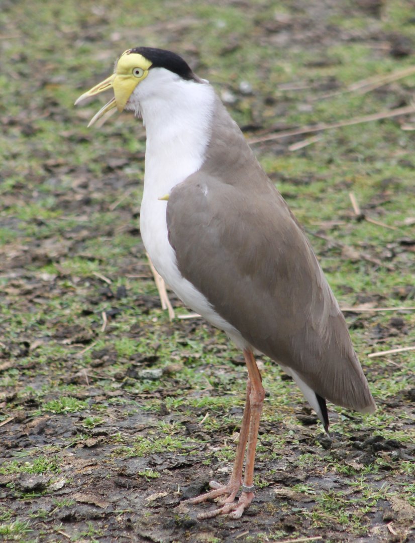 Masked lapwing