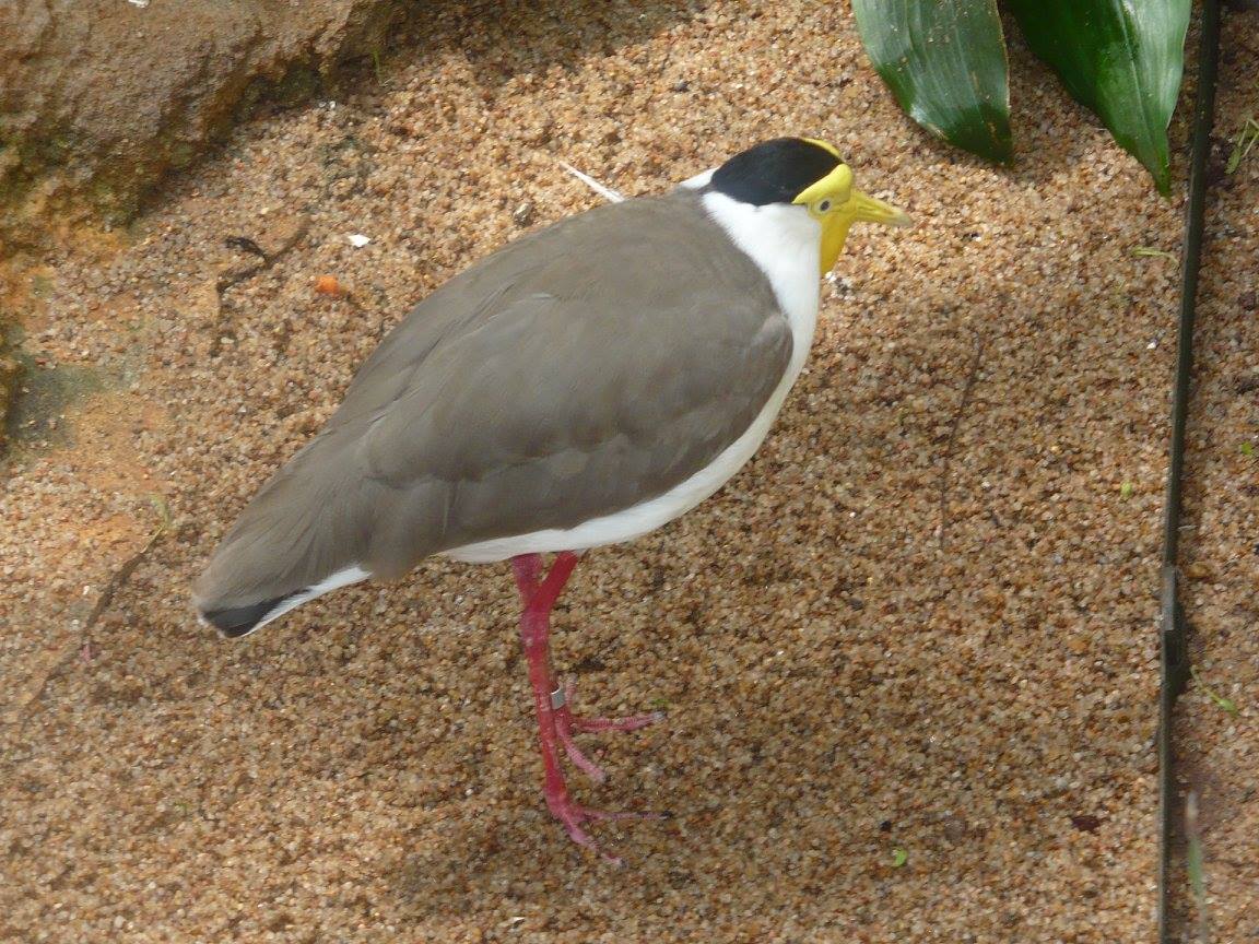 Masked lapwing