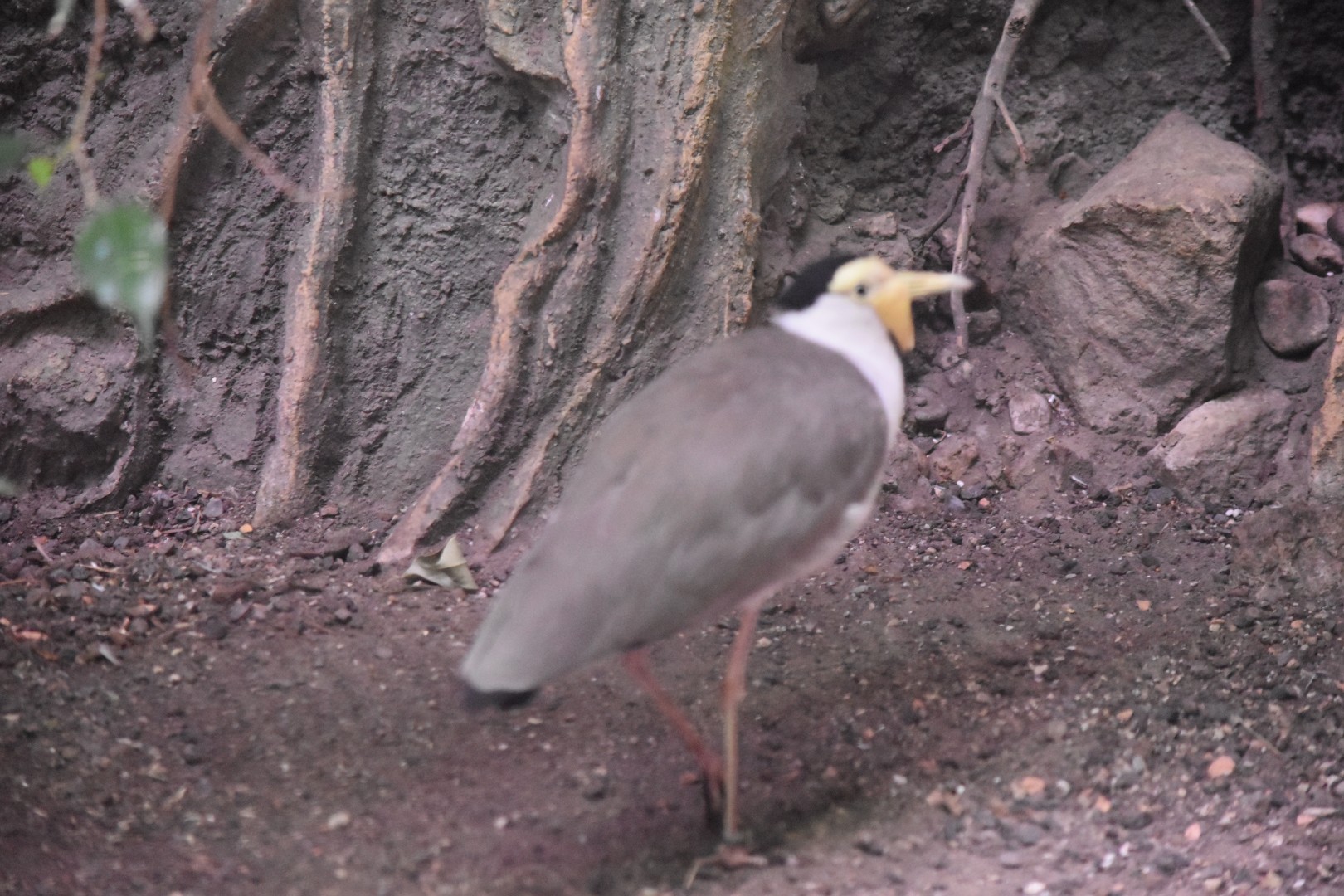 Masked lapwing