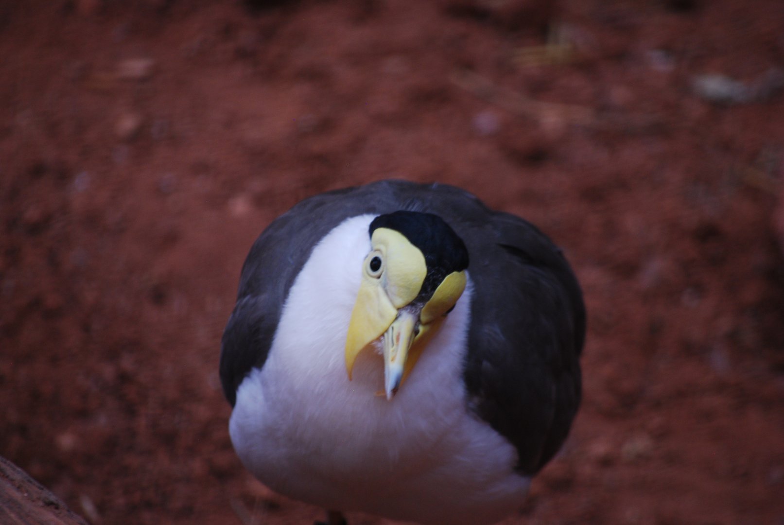 Masked Lapwing