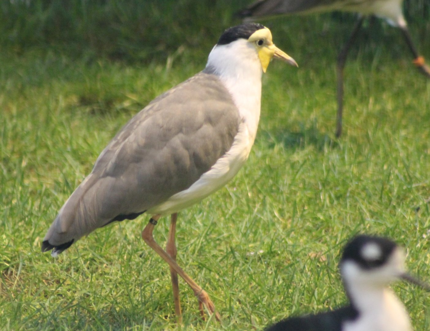 Masked lapwing