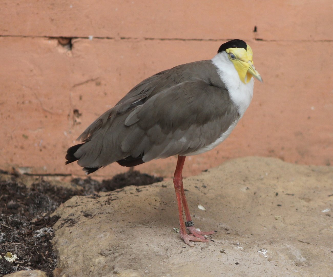 Masked lapwing