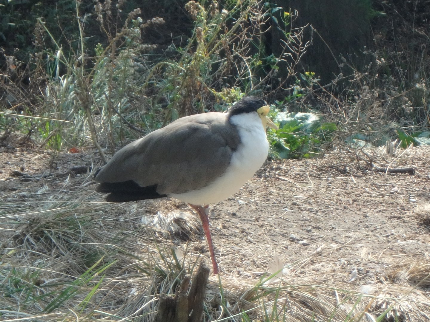 Masked lapwing